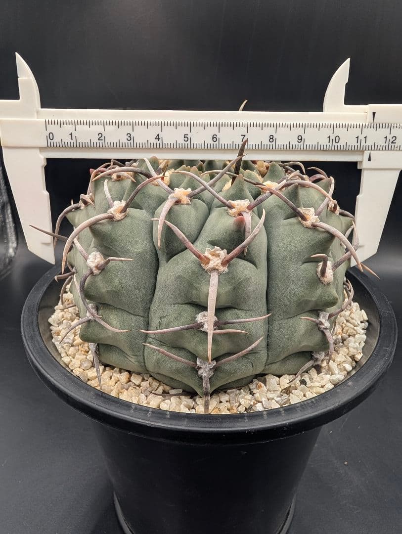 バッテリー 狂刺実生 鉢植えメルカリ便送料込み