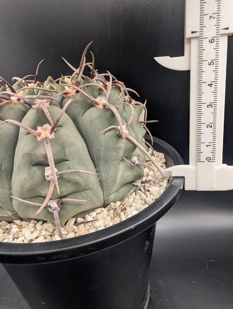 バッテリー 狂刺実生 鉢植えメルカリ便送料込み