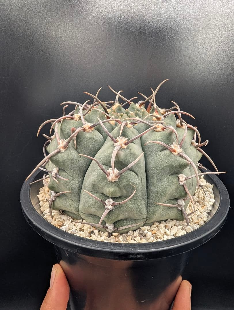 バッテリー 狂刺実生 鉢植えメルカリ便送料込み