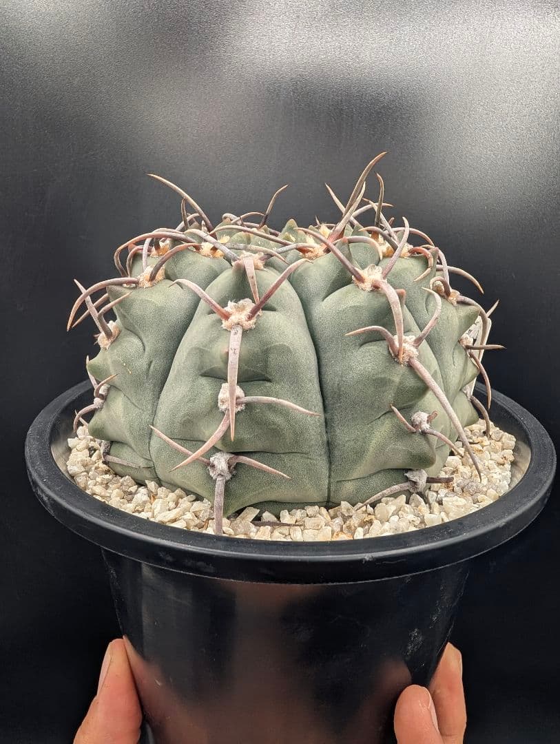 バッテリー 狂刺実生 鉢植えメルカリ便送料込み