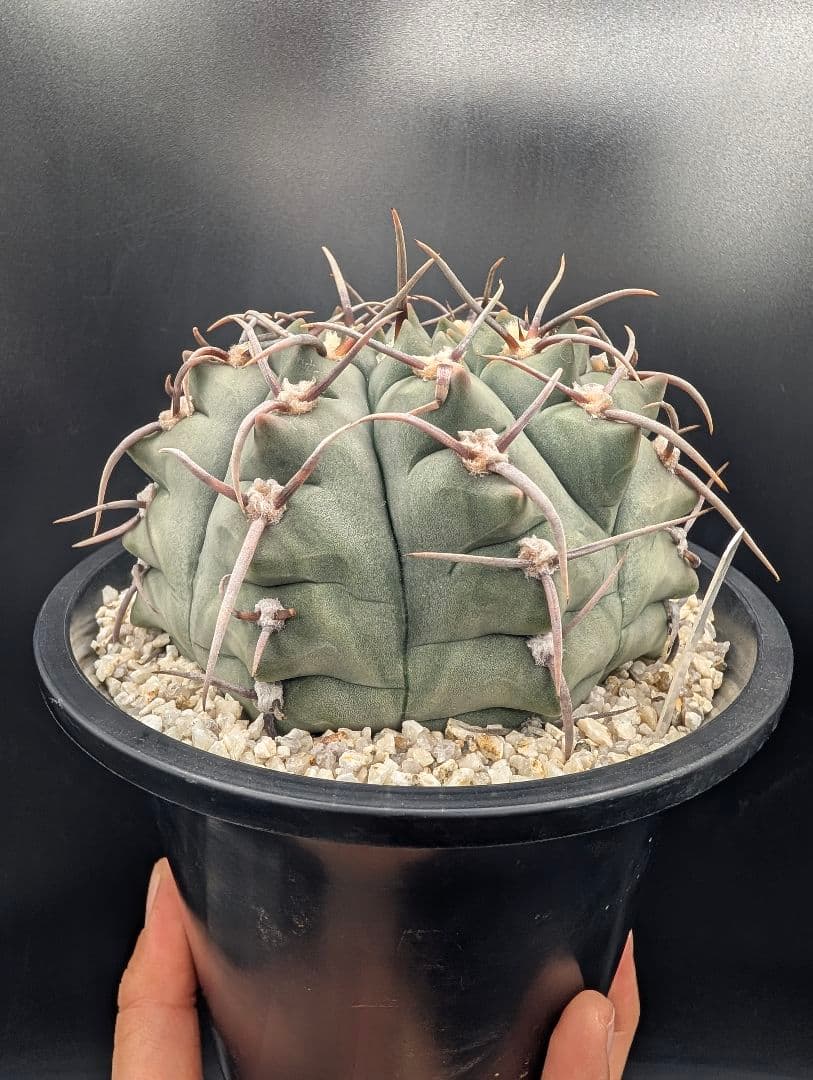 バッテリー 狂刺実生 鉢植えメルカリ便送料込み
