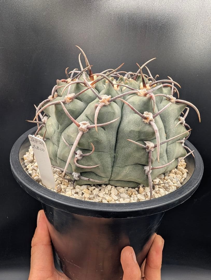 バッテリー 狂刺実生 鉢植えメルカリ便送料込み