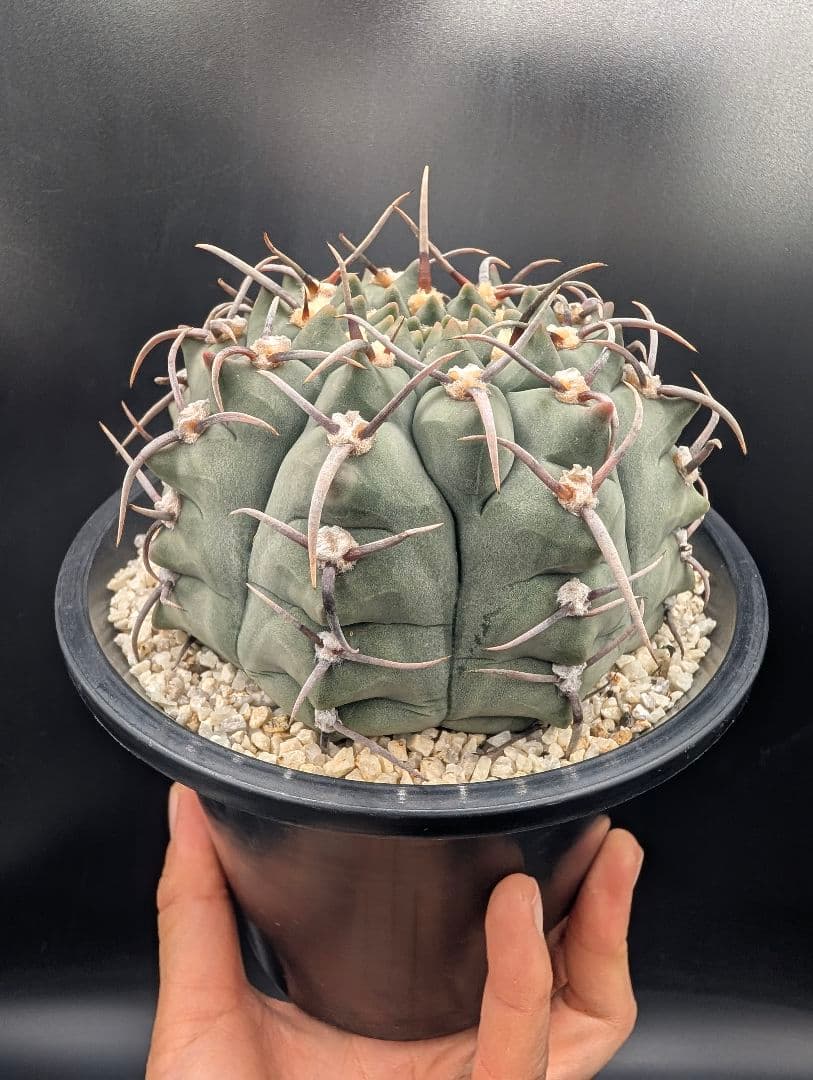 バッテリー 狂刺実生 鉢植えメルカリ便送料込み