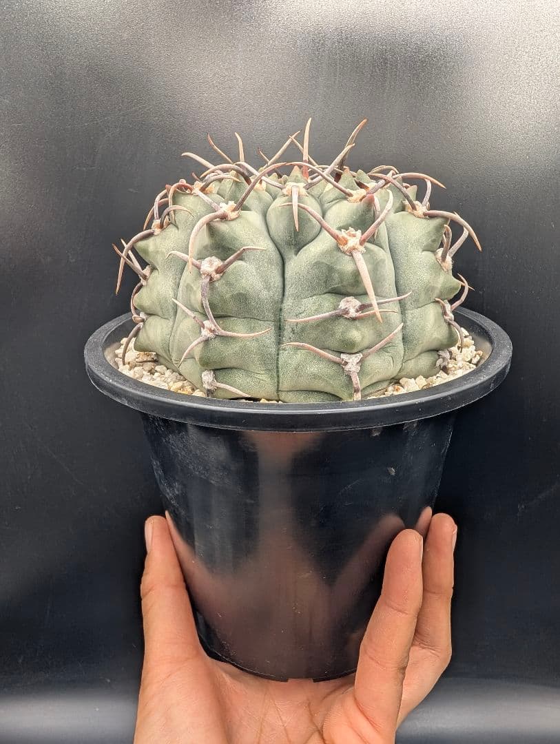 バッテリー 狂刺実生 鉢植えメルカリ便送料込み