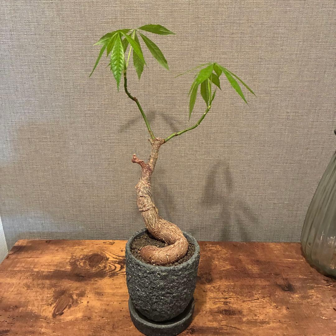 トックリキワタ　陶器