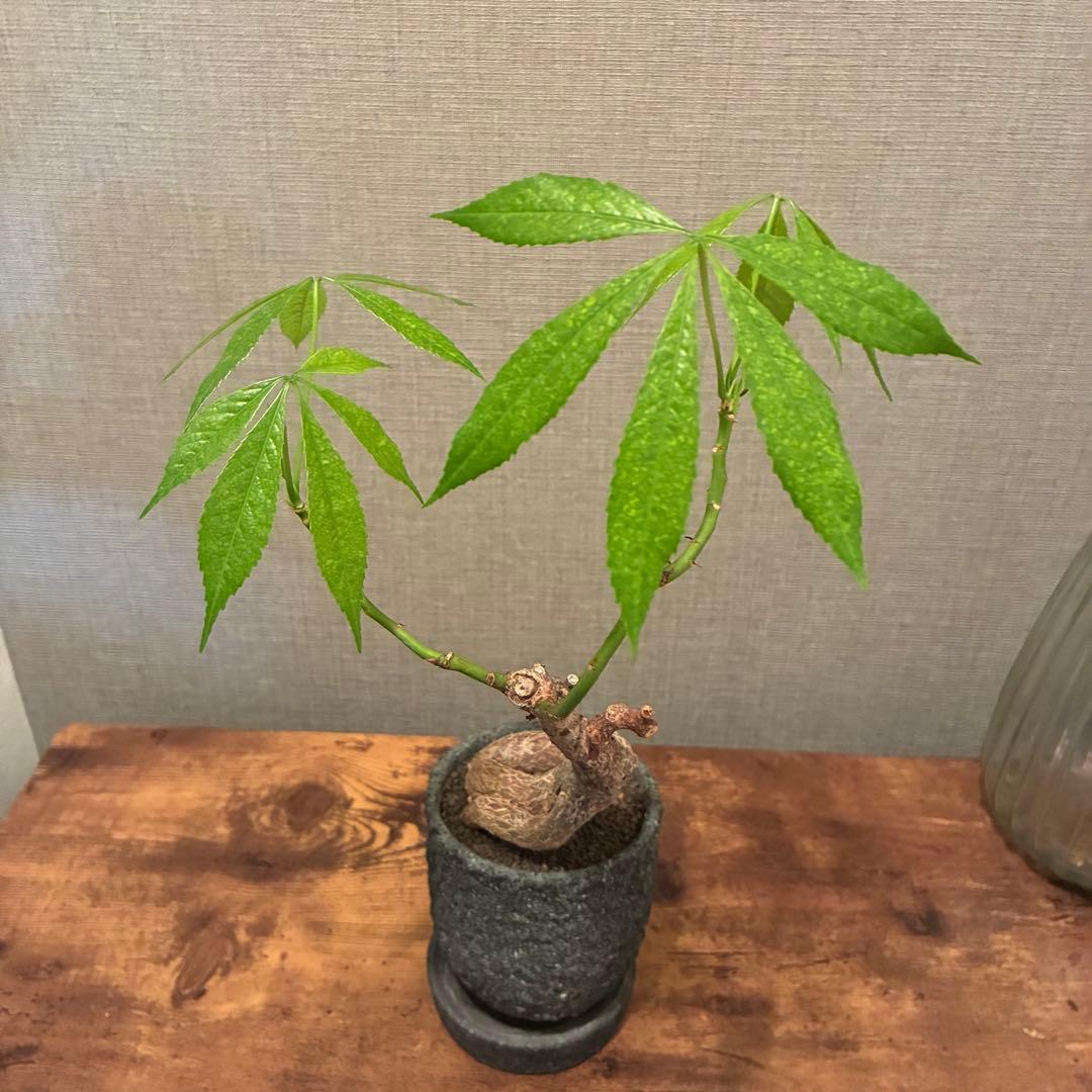 トックリキワタ　陶器