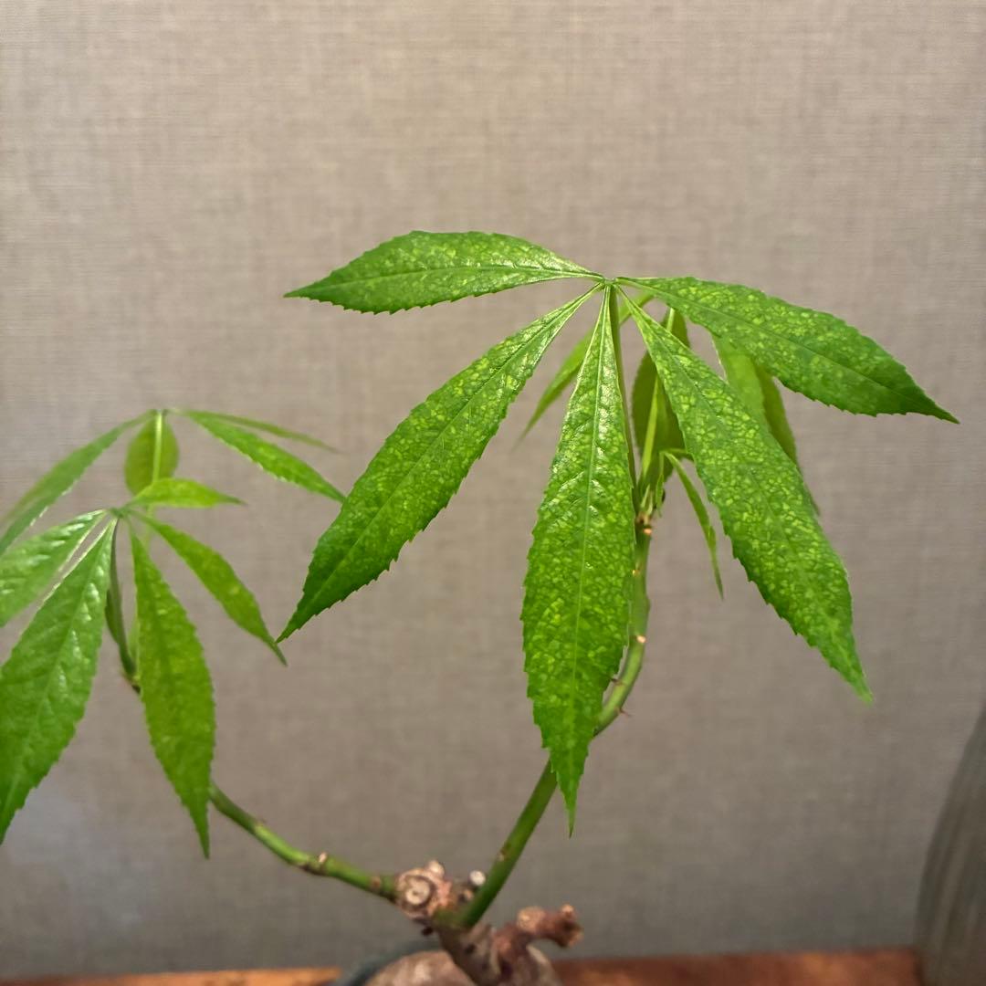 トックリキワタ　陶器