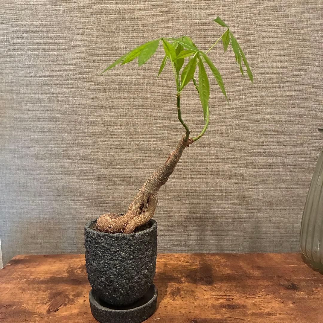 トックリキワタ　陶器