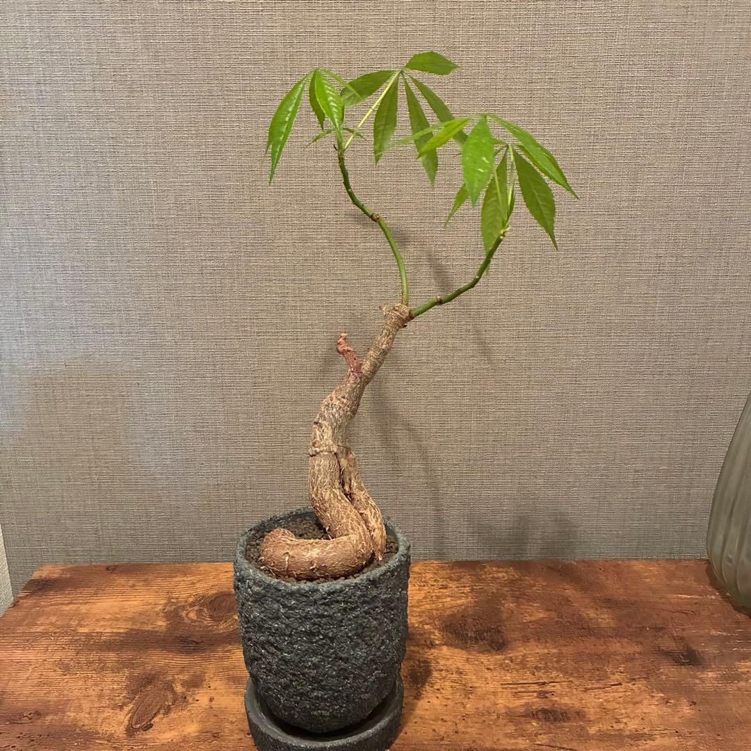 トックリキワタ　陶器