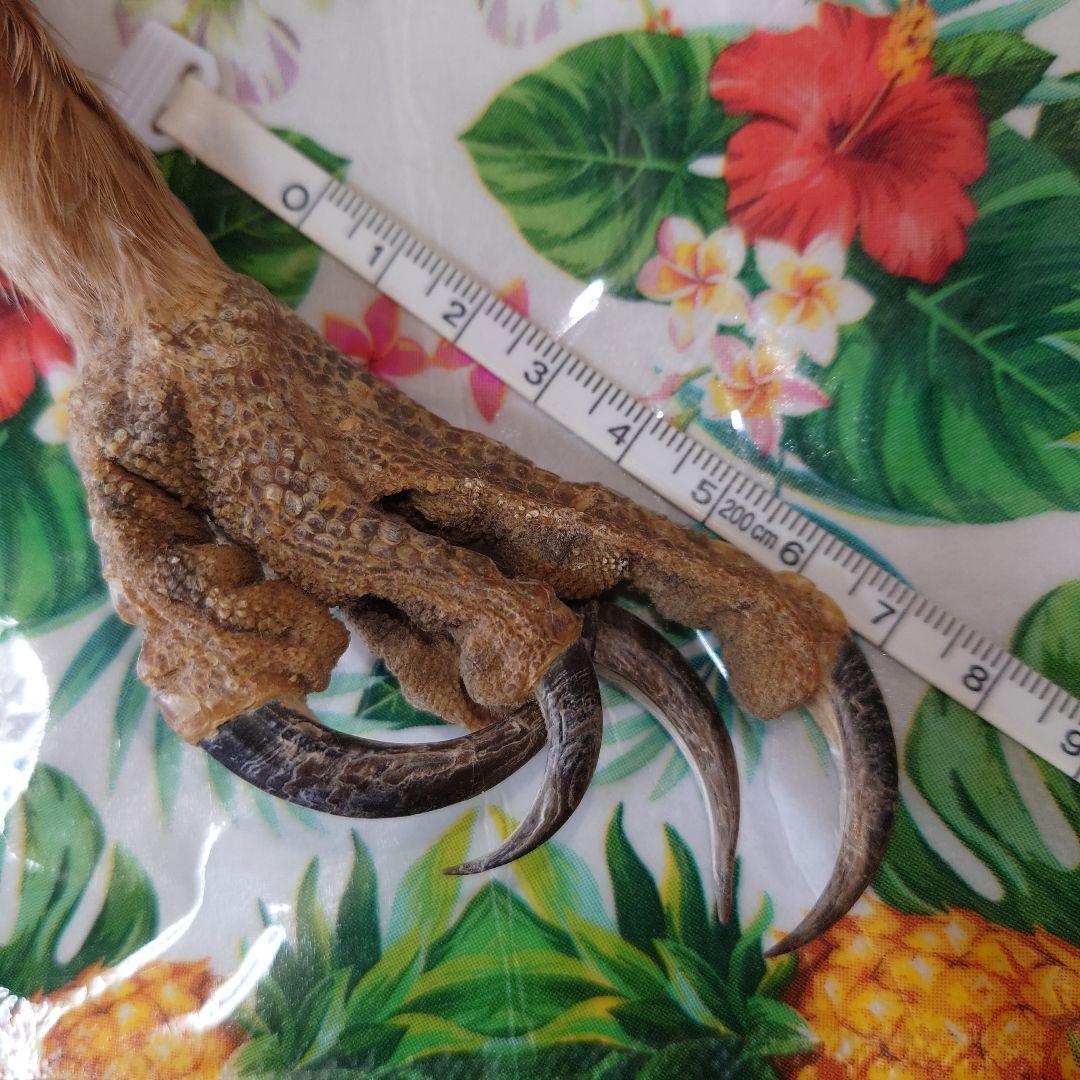 【レア】イーグルクロウ 鷲鷹 剥製 爪 猛禽