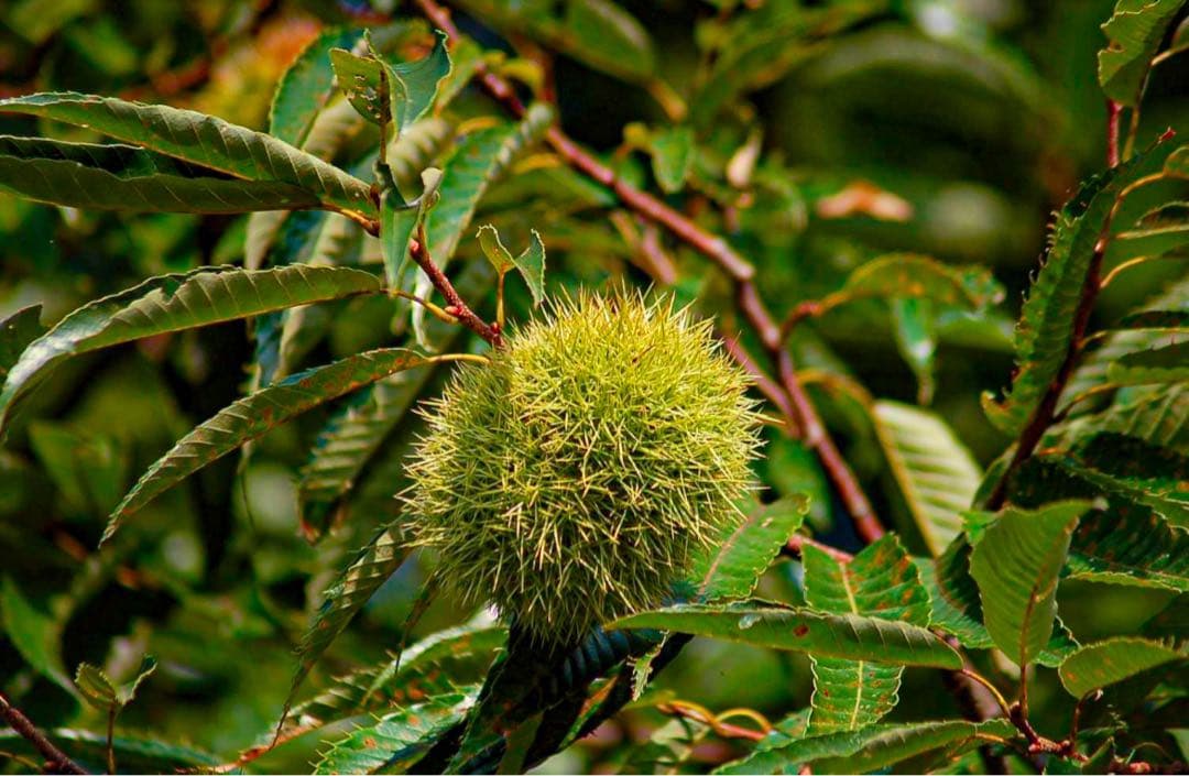 Nikon D50 デジタル一眼レフカメラ 望遠・短縮レンズ付き