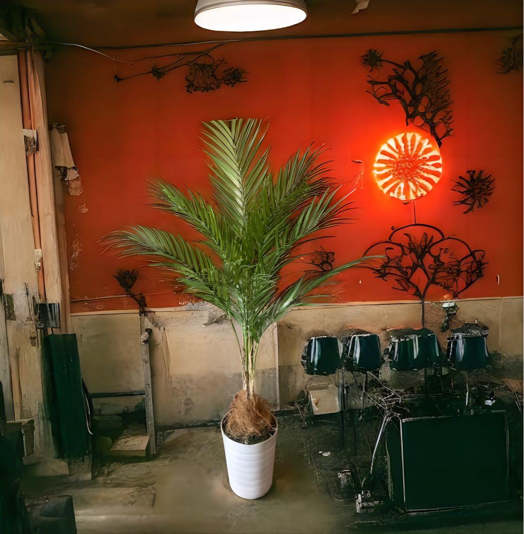 光触媒　人工観葉植物　ウォールグリーン　フェイクグリーン　アレカヤシ94白鉢@@