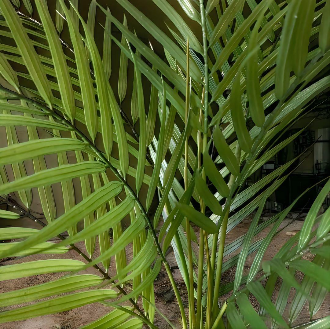 光触媒　人工観葉植物　ウォールグリーン　フェイクグリーン　アレカヤシ94白鉢@@