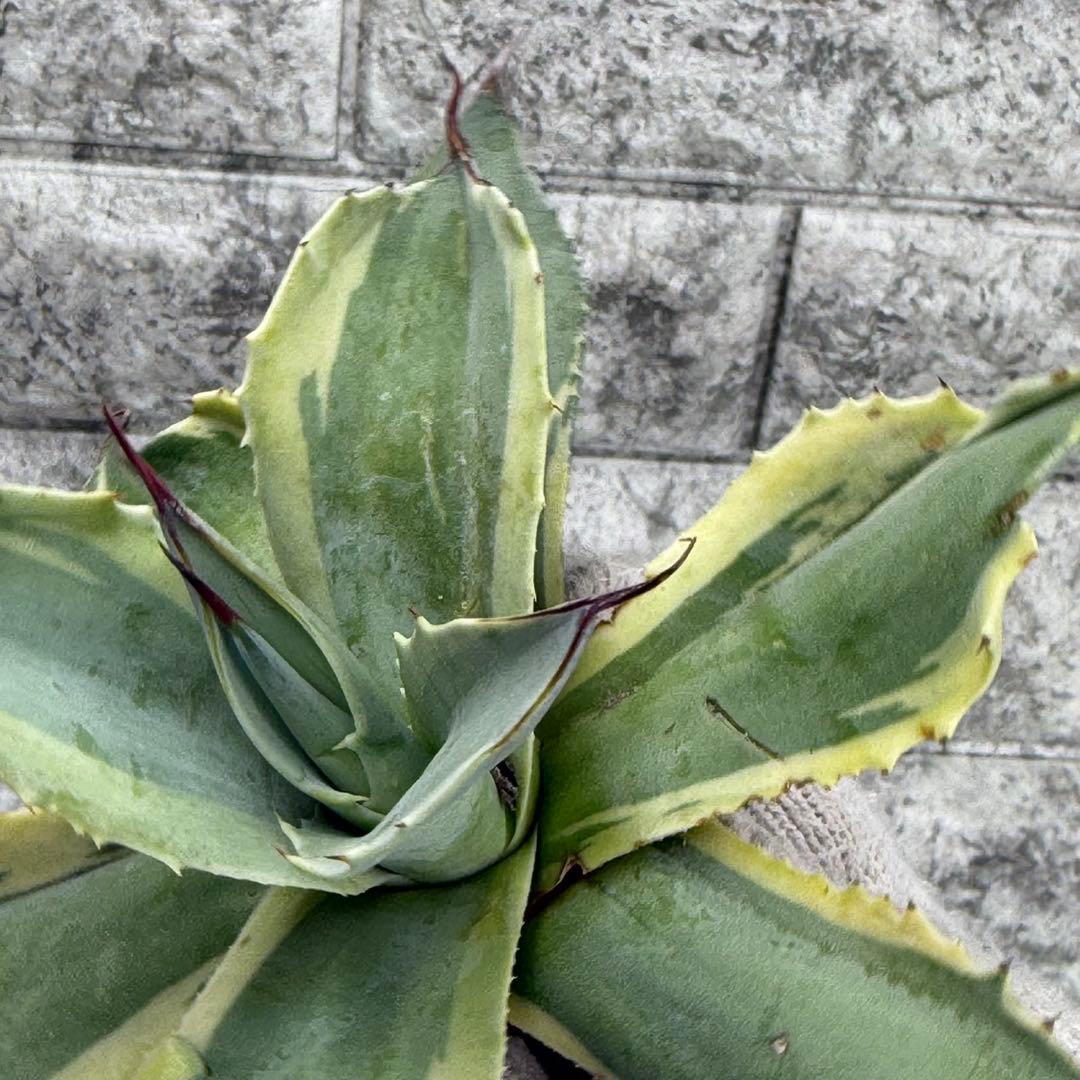 タ*グ様 【アガベ オバティフォリア“オルカ”】地植え/-18℃まで/極上　L2