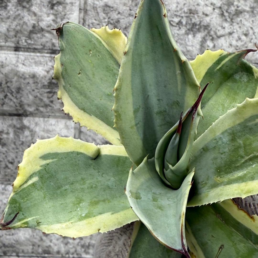 タ*グ様 【アガベ オバティフォリア“オルカ”】地植え/-18℃まで/極上　L2