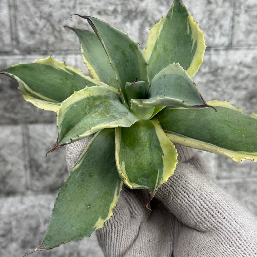 タ*グ様 【アガベ オバティフォリア“オルカ”】地植え/-18℃まで/極上　L2