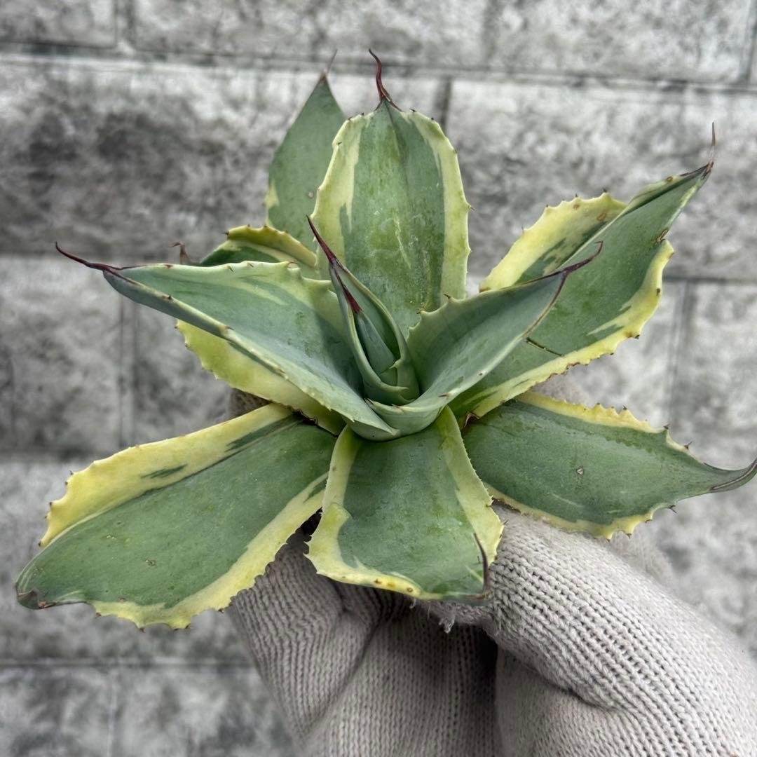 タ*グ様 【アガベ オバティフォリア“オルカ”】地植え/-18℃まで/極上　L2