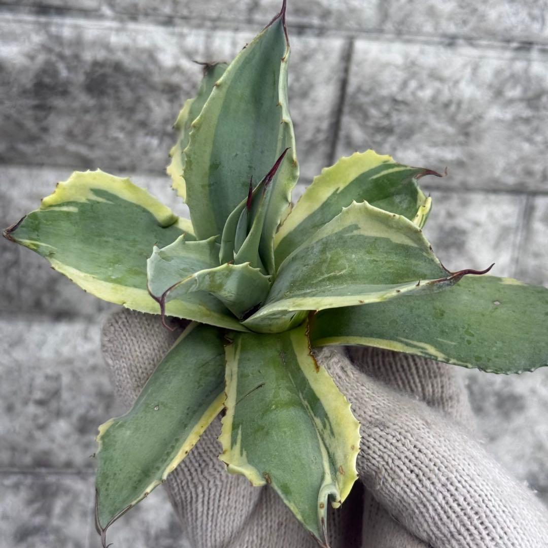 タ*グ様 【アガベ オバティフォリア“オルカ”】地植え/-18℃まで/極上　L2