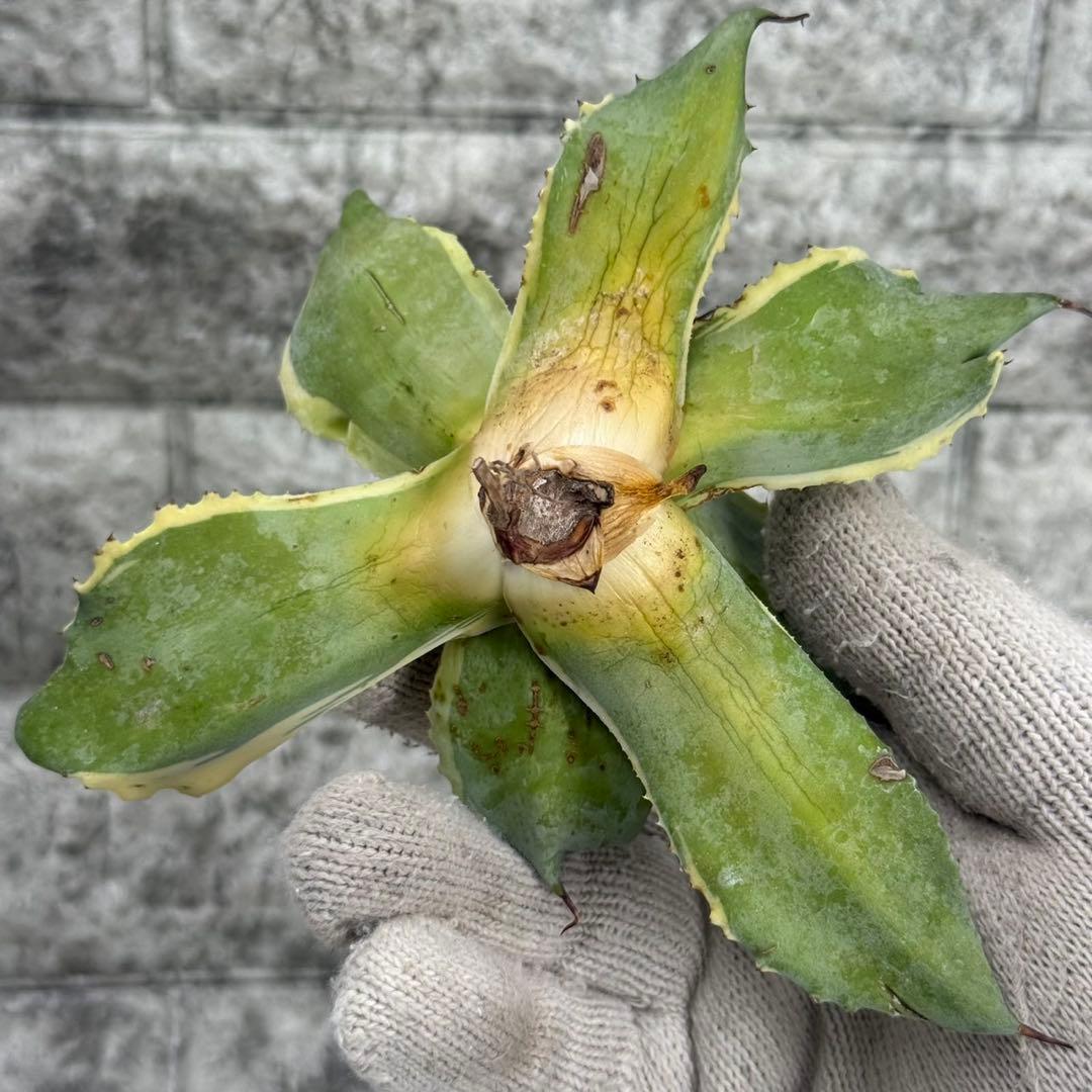 タ*グ様 【アガベ オバティフォリア“オルカ”】地植え/-18℃まで/極上　L2