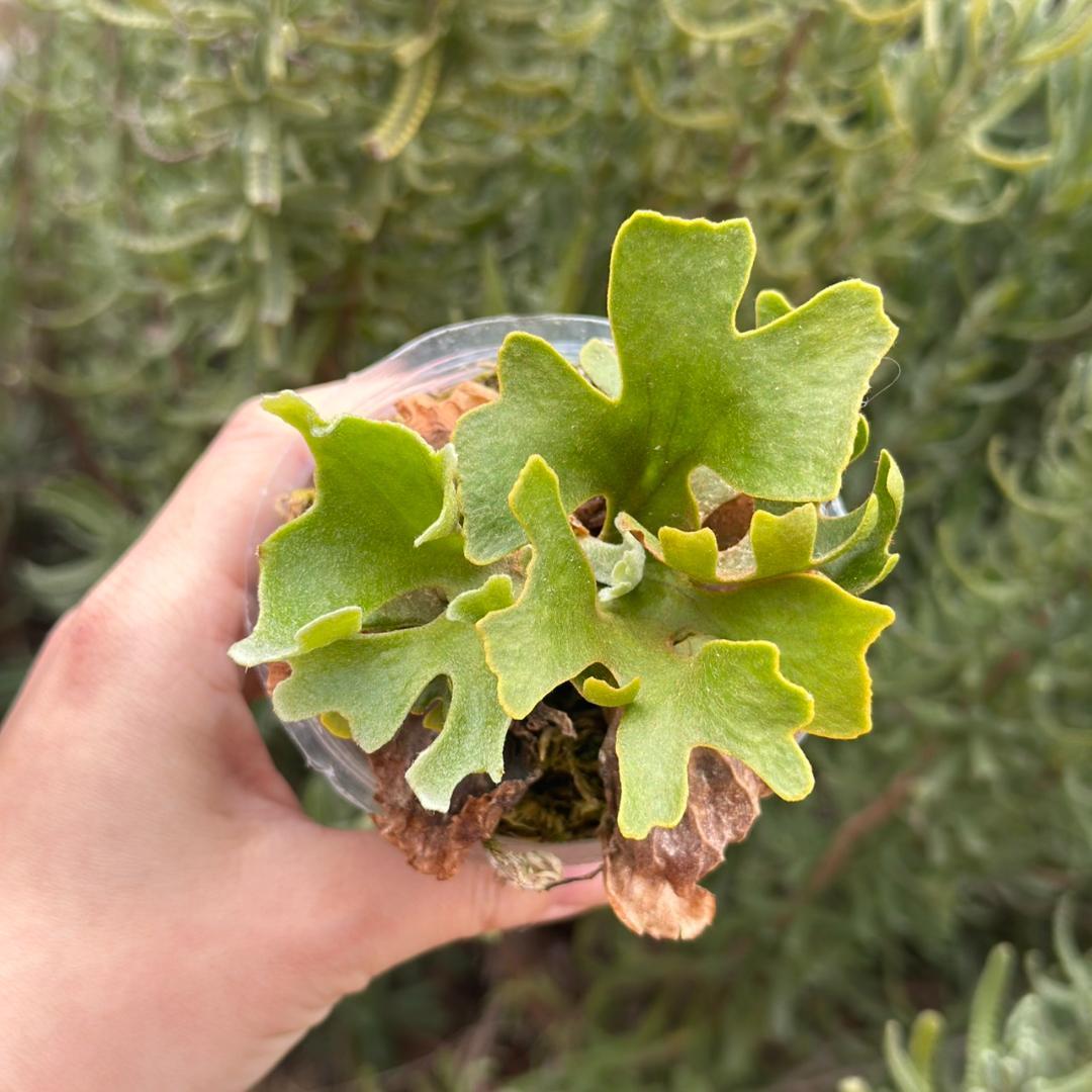 発泡！P.ridleyi dwarf silver 1739