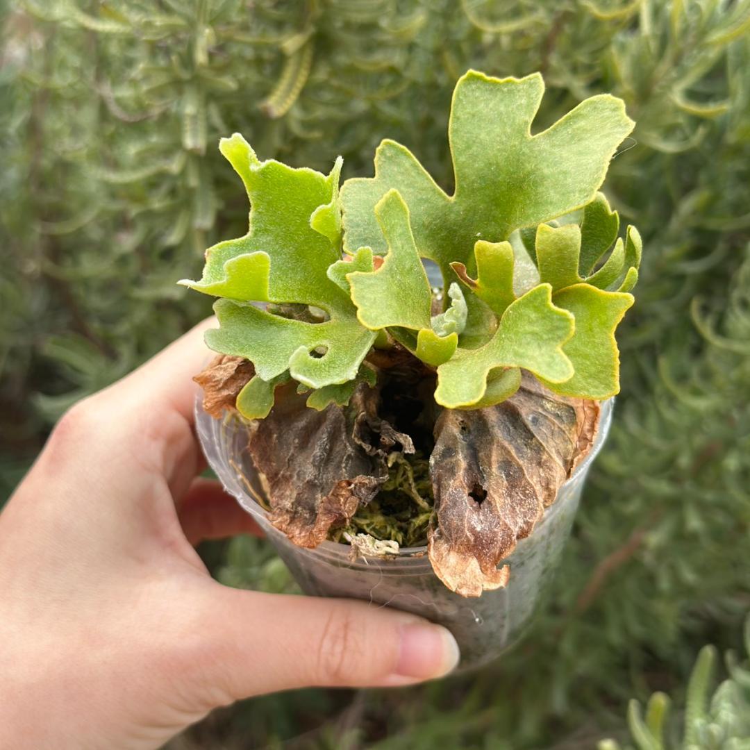 発泡！P.ridleyi dwarf silver 1739