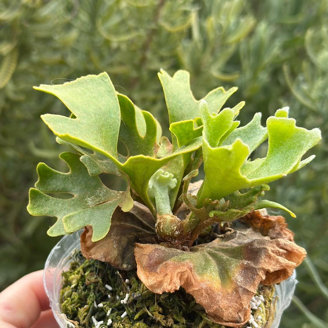 発泡！P.ridleyi dwarf silver 1739