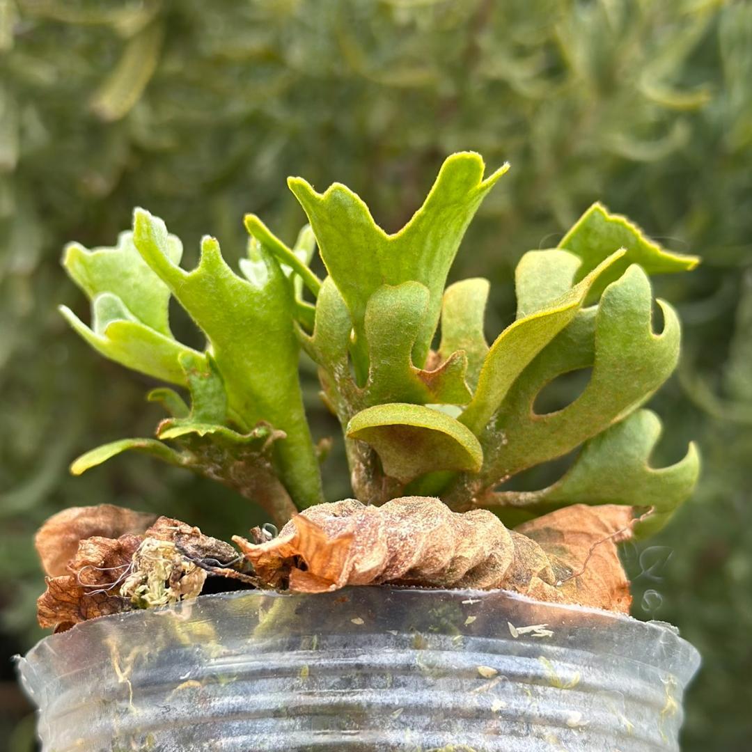 発泡！P.ridleyi dwarf silver 1739