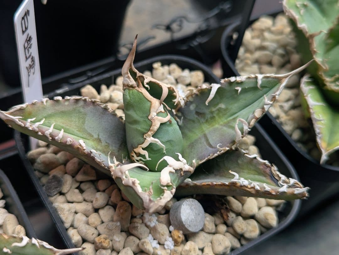 チタノタ「白幽霊」タグ鉢付き 台湾ゴジラ