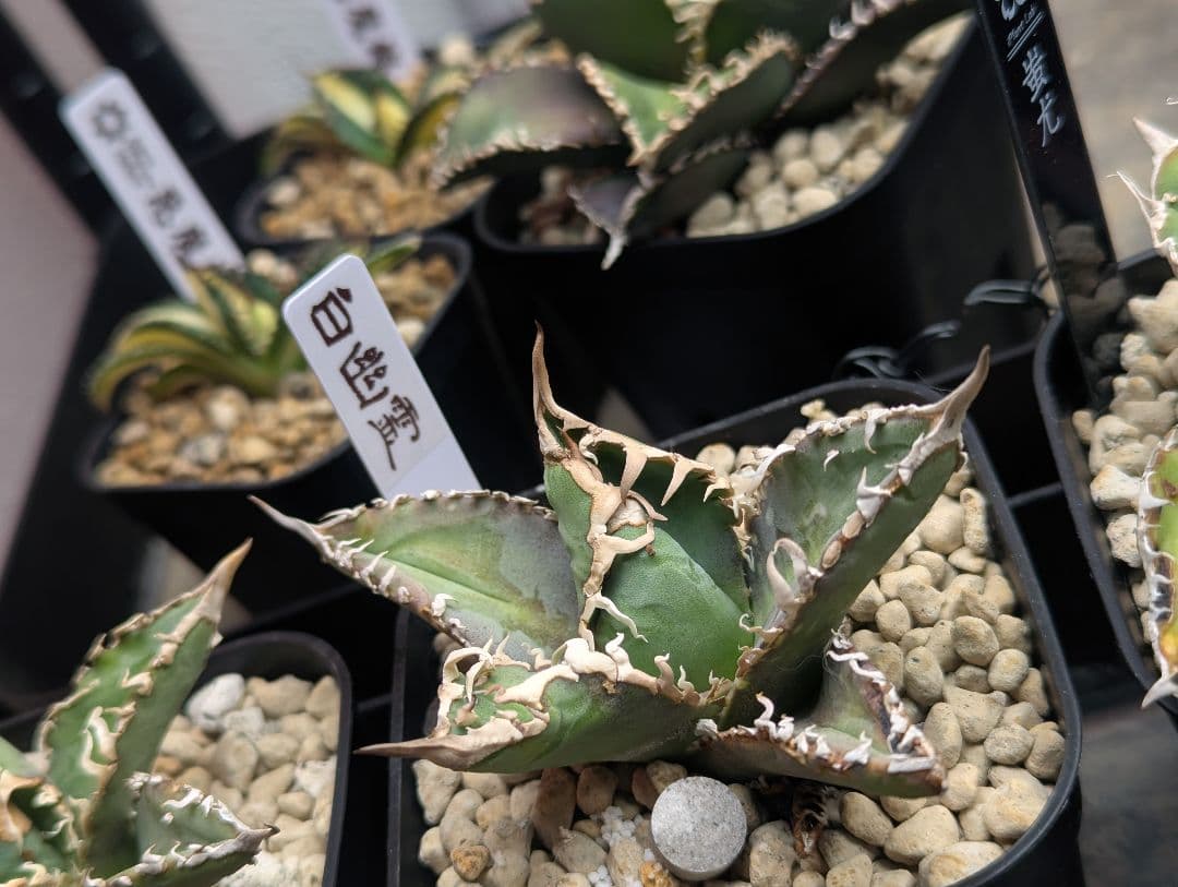 チタノタ「白幽霊」タグ鉢付き 台湾ゴジラ