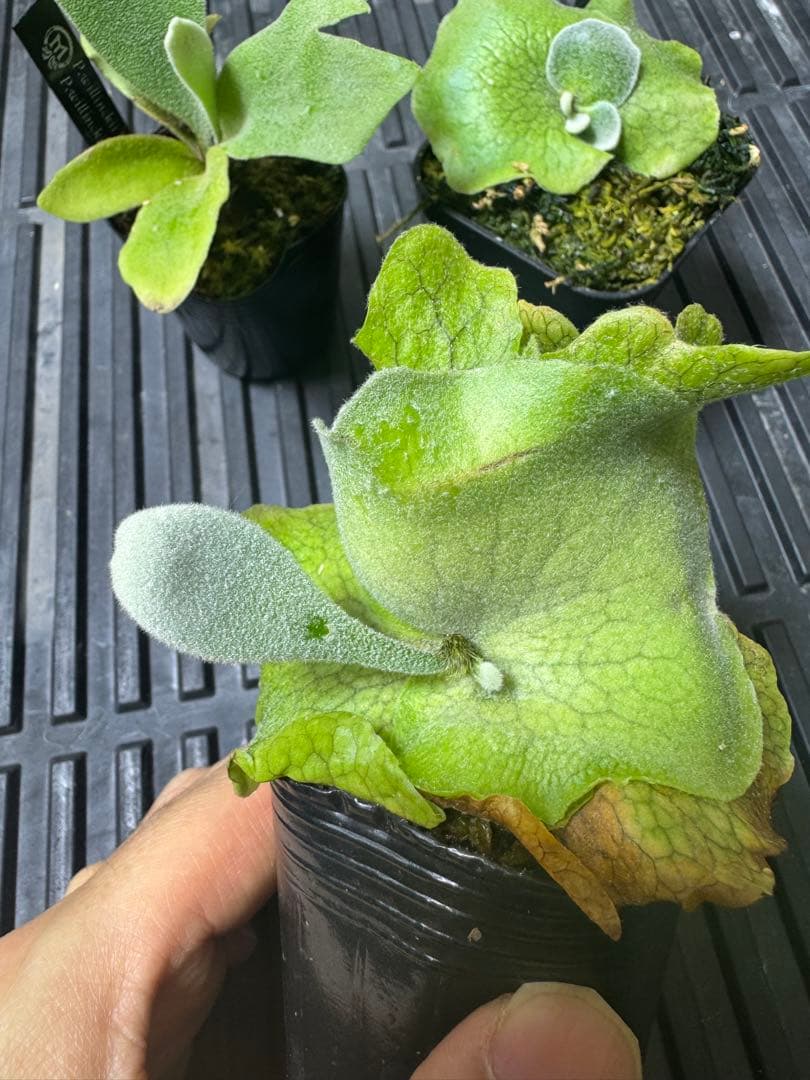 ビカクシダ3種類