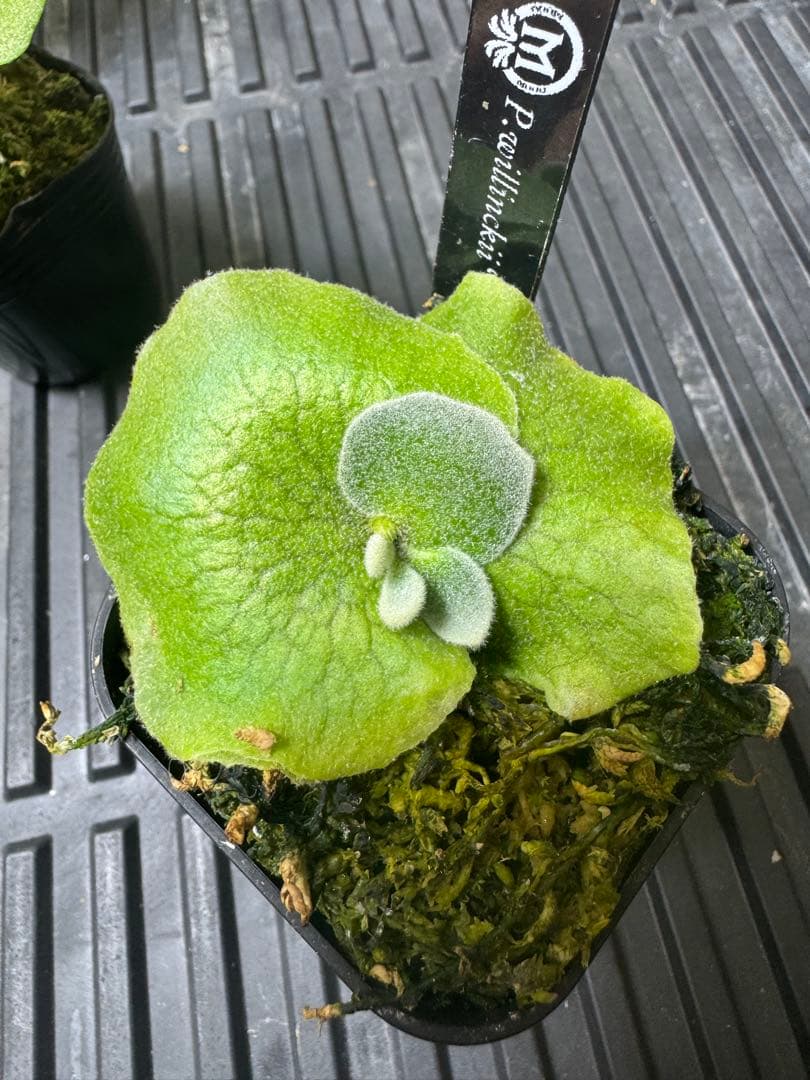 ビカクシダ3種類