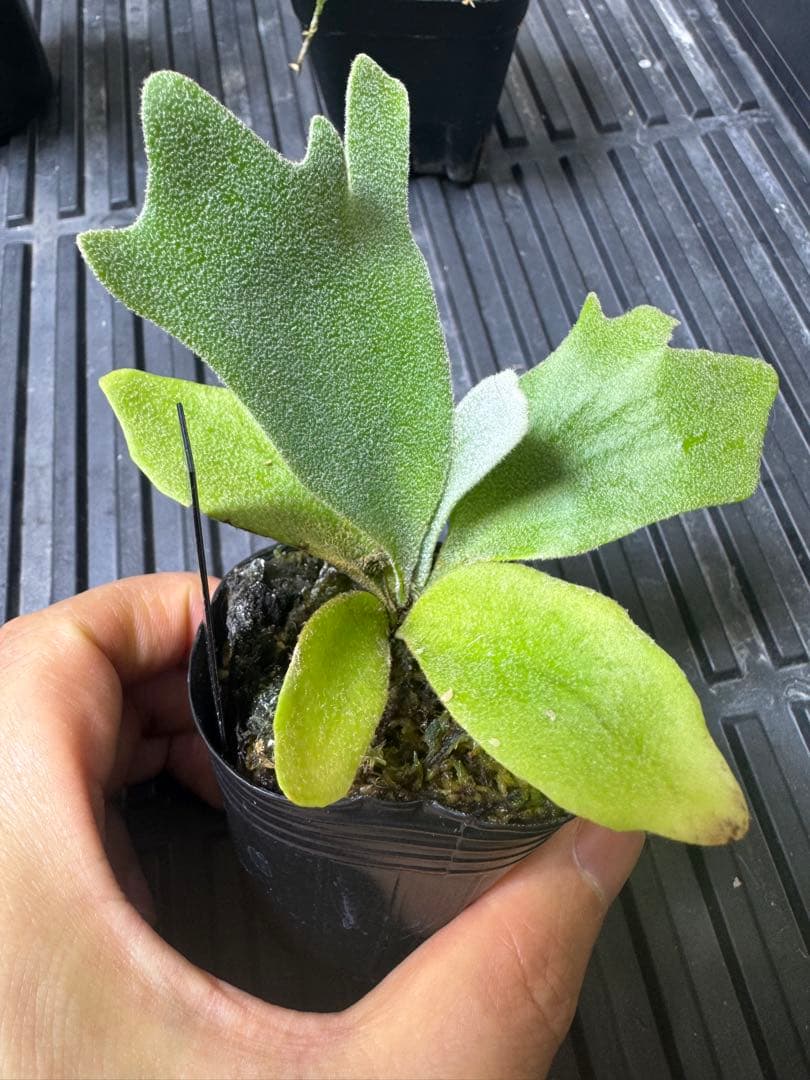 ビカクシダ3種類