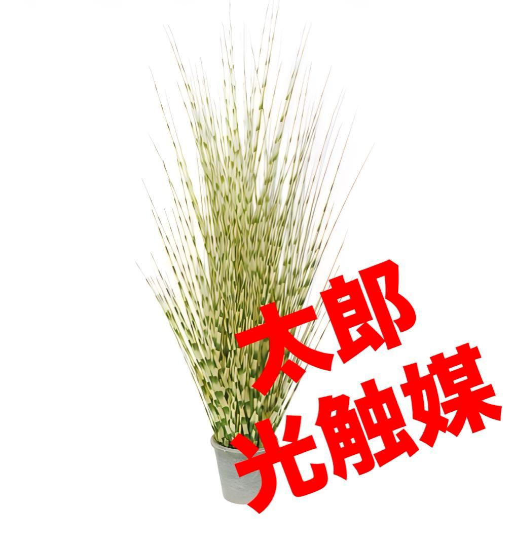 光触媒　人工観葉植物　ウォールグリーン　フェイクグリーン　ゼブラグラスポットy
