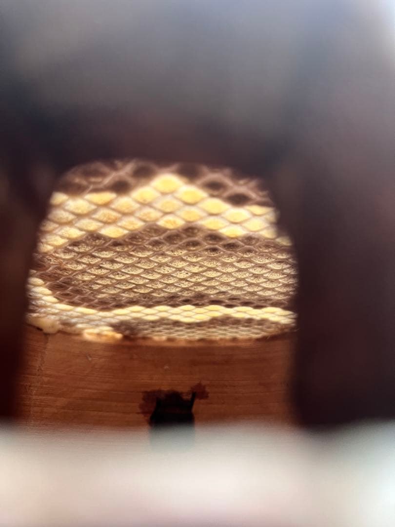 三線　沖縄　伝統工芸士製作　カミゲン一枚貼り(本張)(製作証明あり)(最終価格)