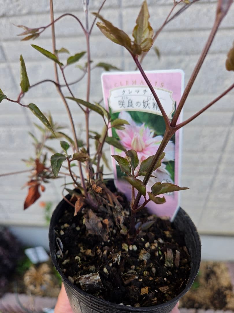 クレマチス 　咲良の妖精