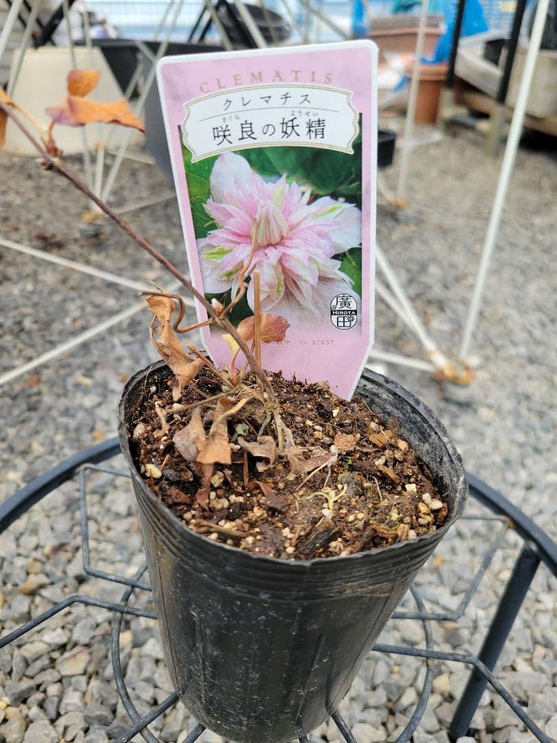 クレマチス 　咲良の妖精