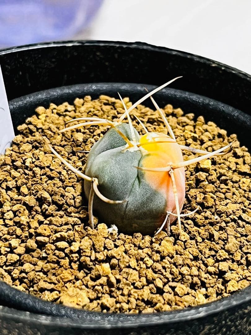 SALE✨現物①点限り✨超激レア✨光淋錦✨こうりん錦✨