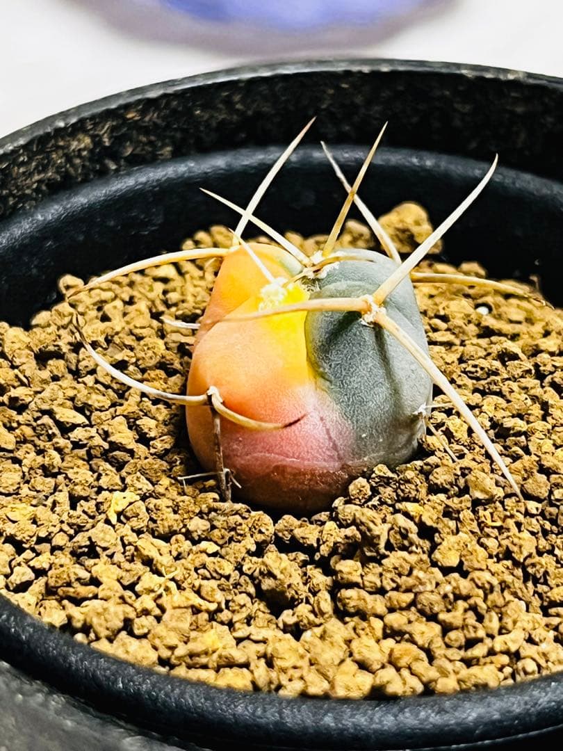 SALE✨現物①点限り✨超激レア✨光淋錦✨こうりん錦✨