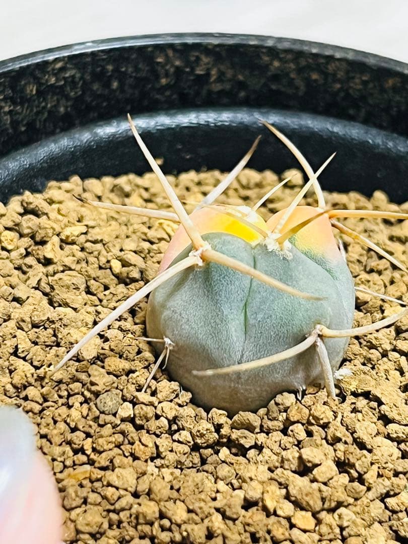 SALE✨現物①点限り✨超激レア✨光淋錦✨こうりん錦✨