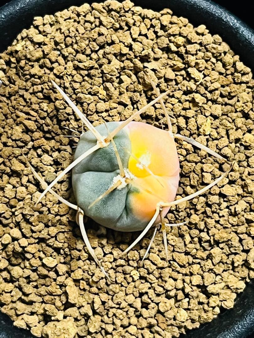 SALE✨現物①点限り✨超激レア✨光淋錦✨こうりん錦✨