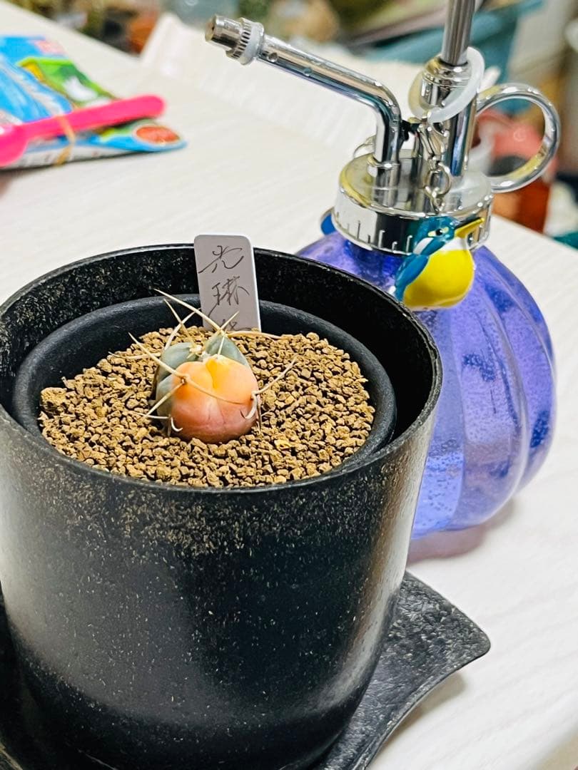 SALE✨現物①点限り✨超激レア✨光淋錦✨こうりん錦✨