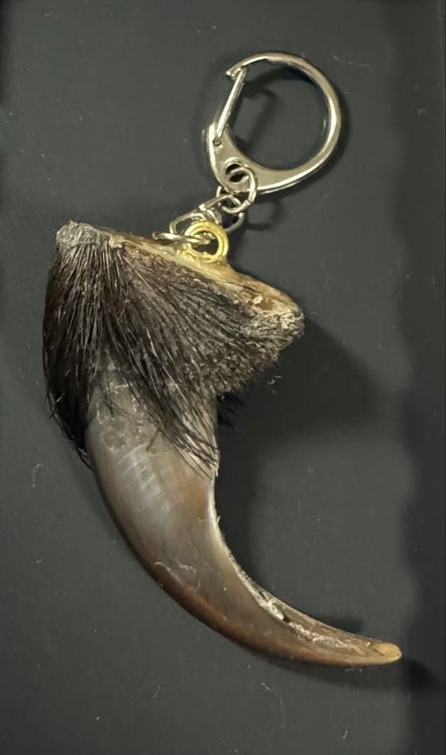 羆 熊の爪 bigサイズ 7、9cm