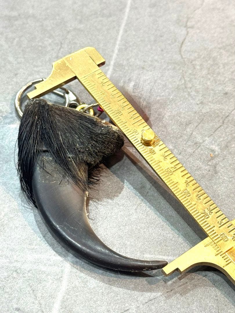 羆 熊の爪 bigサイズ 7、9cm
