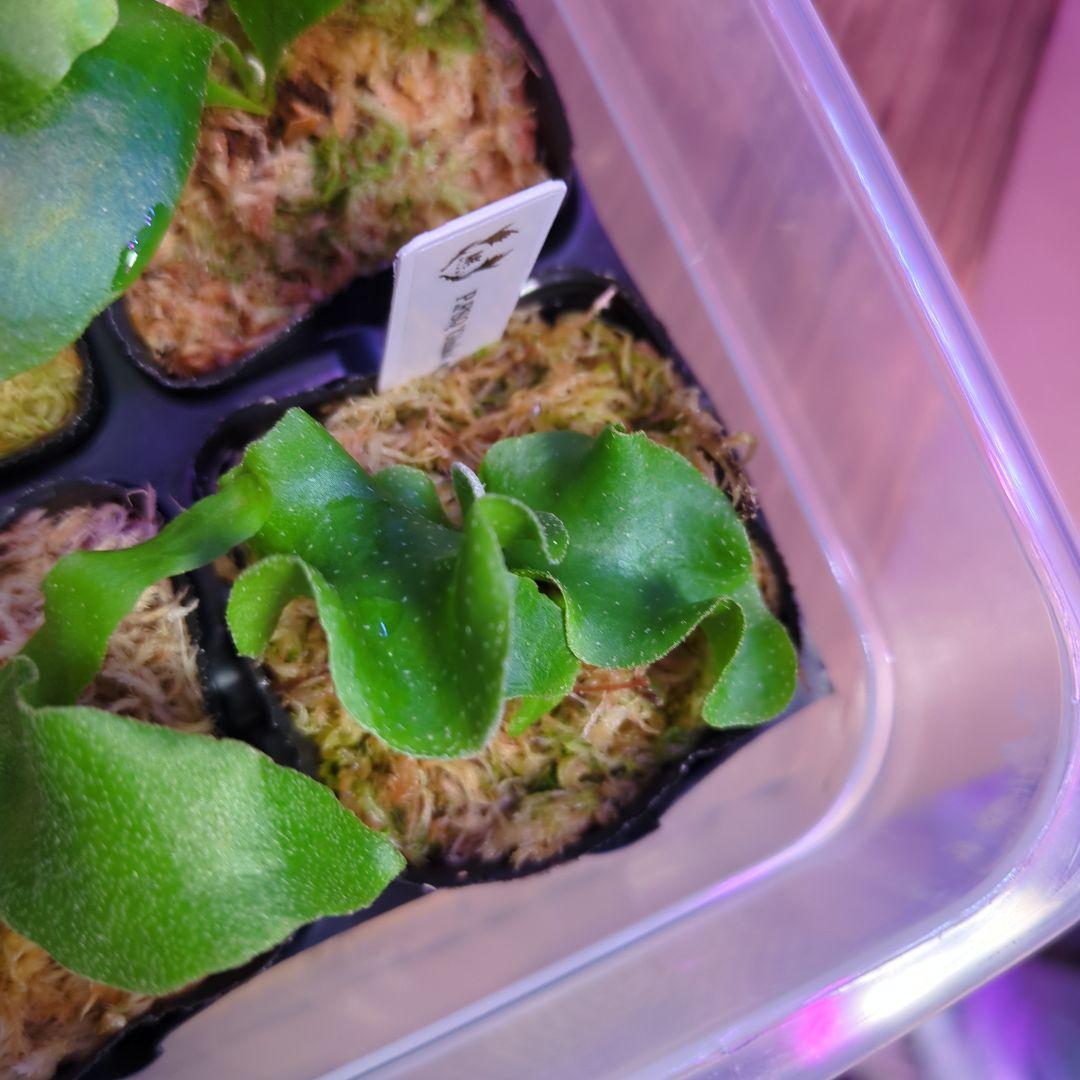 【3/8(日)AM迄、限定出品②】胞子培養株9種セット/ビカクシダ