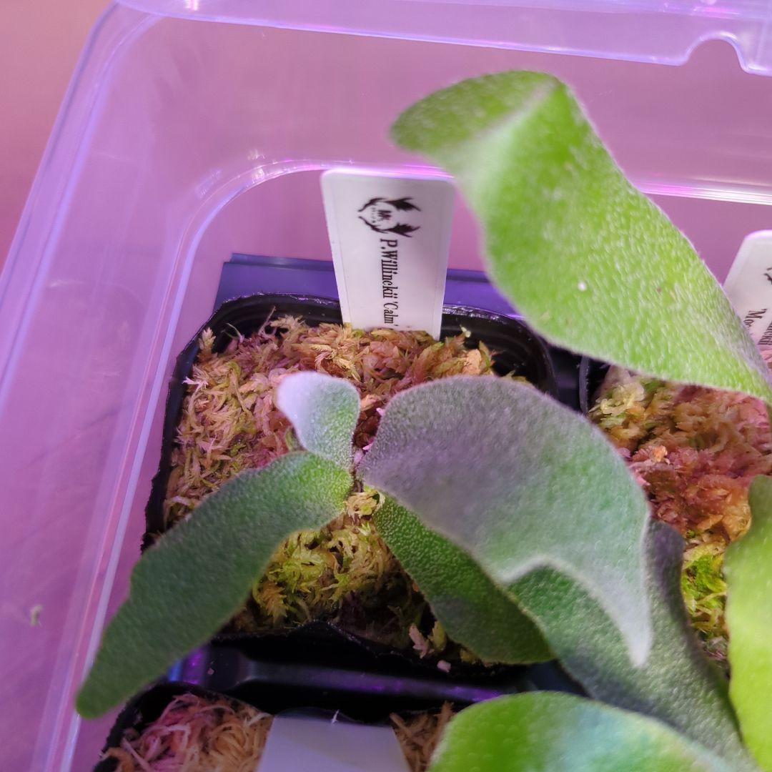 【3/8(日)AM迄、限定出品②】胞子培養株9種セット/ビカクシダ