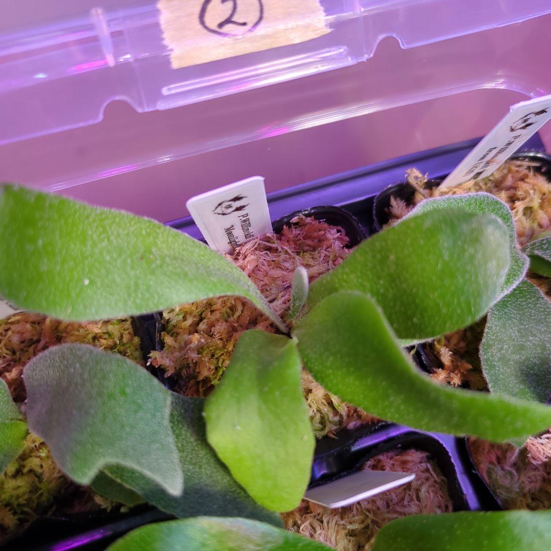 【3/8(日)AM迄、限定出品②】胞子培養株9種セット/ビカクシダ