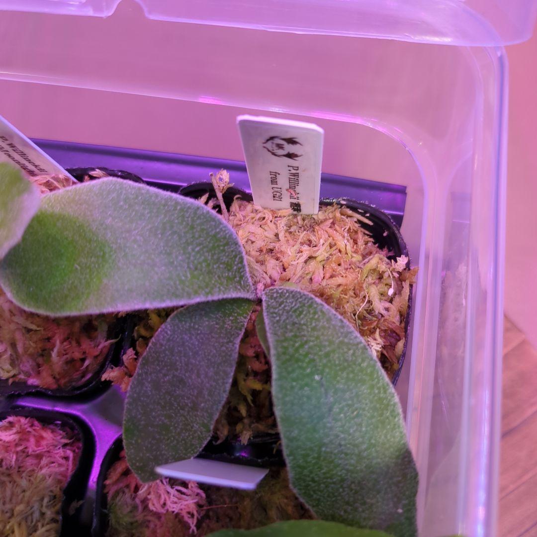 【3/8(日)AM迄、限定出品②】胞子培養株9種セット/ビカクシダ