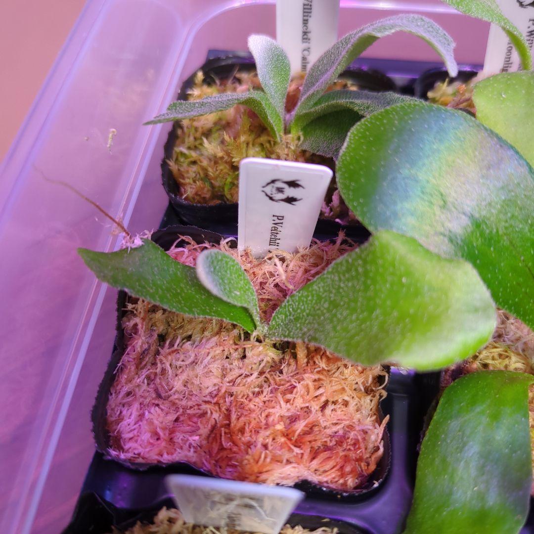 【3/8(日)AM迄、限定出品②】胞子培養株9種セット/ビカクシダ