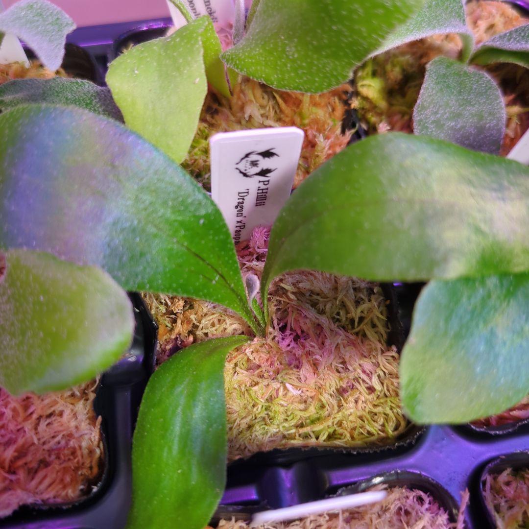 【3/8(日)AM迄、限定出品②】胞子培養株9種セット/ビカクシダ