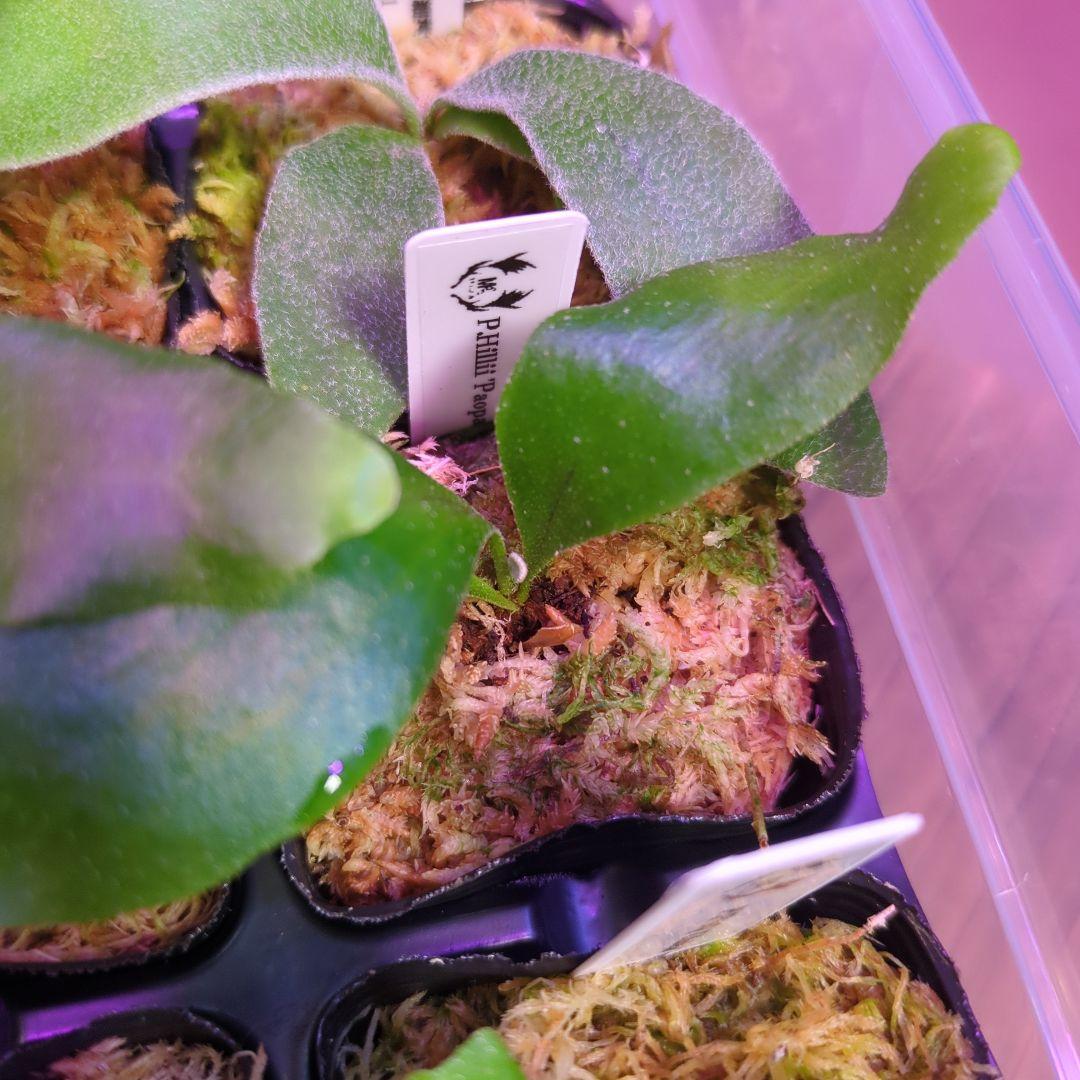 【3/8(日)AM迄、限定出品②】胞子培養株9種セット/ビカクシダ